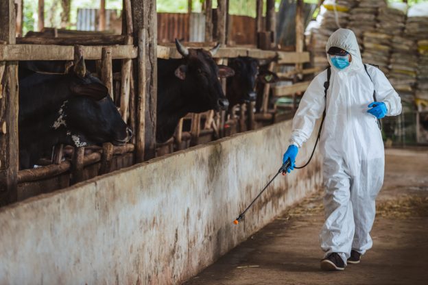 Pressure washing a bull pen